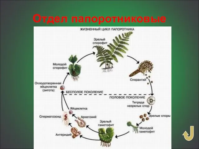 Отдел папоротниковые