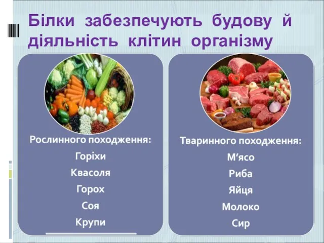 Білки забезпечують будову й діяльність клітин організму