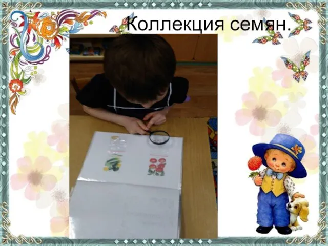 Коллекция семян.