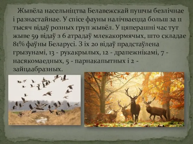 Жывёла насельніцтва Белавежскай пушчы безлічнае і разнастайнае. У спісе фауны налічваецца больш