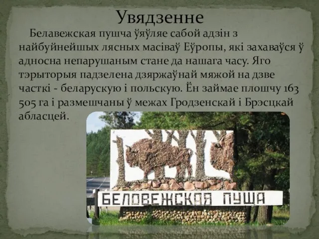 Белавежская пушча ўяўляе сабой адзін з найбуйнейшых лясных масіваў Еўропы, які захаваўся