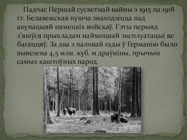 Падчас Першай сусветнай вайны з 1915 па 1918 гг. Белавежская пушча знаходзіцца