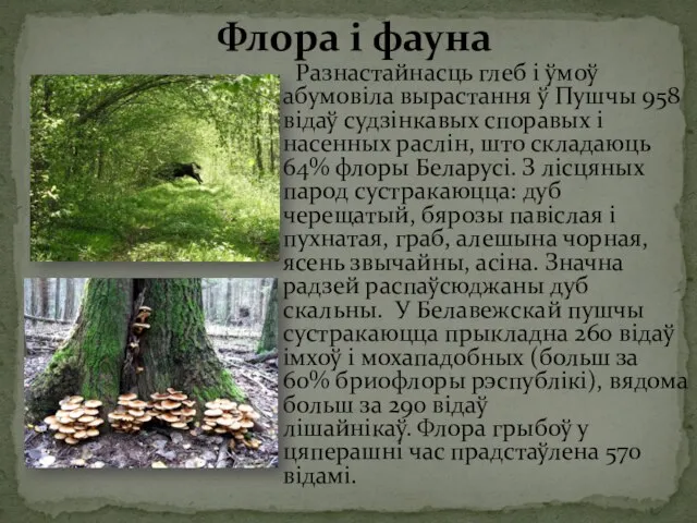 Разнастайнасць глеб і ўмоў абумовіла вырастання ў Пушчы 958 відаў судзінкавых споравых