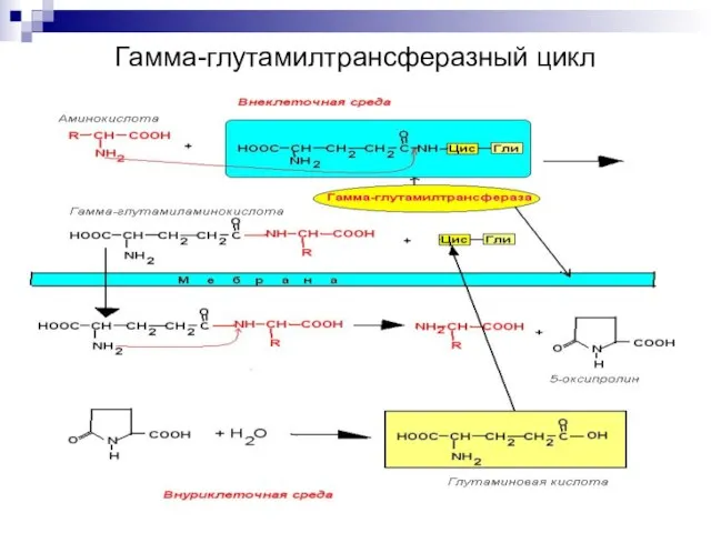 Гамма-глутамилтрансферазный цикл