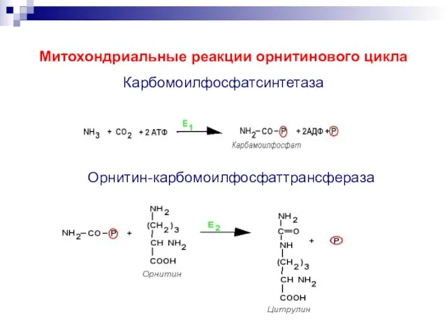 Митохондриальные реакции орнитинового цикла Карбомоилфосфатсинтетаза Орнитин-карбомоилфосфаттрансфераза