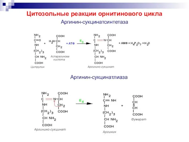 Цитозольные реакции орнитинового цикла Аргинин-сукцинатсинтетаза Аргинин-сукцинатлиаза
