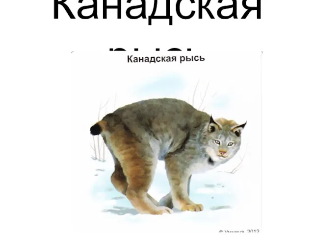 Канадская рысь