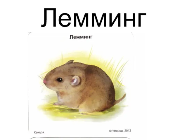 Лемминг