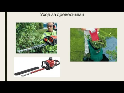 Уход за древесными