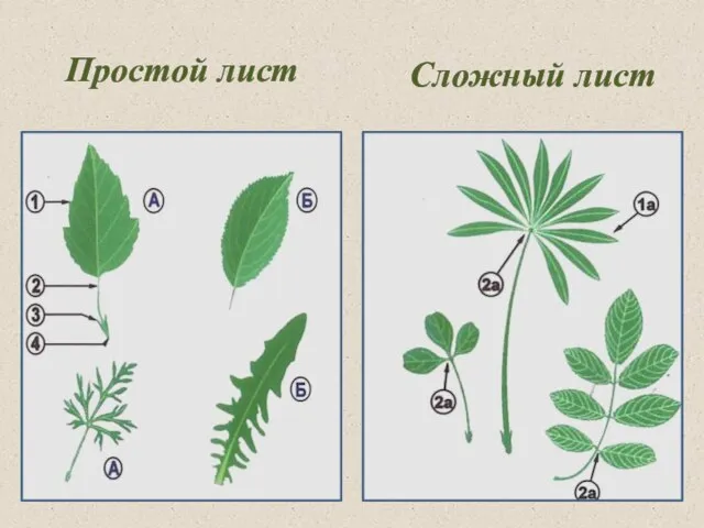 Простой лист Сложный лист