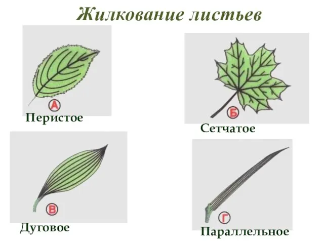 Жилкование листьев Перистое Дуговое Сетчатое Параллельное