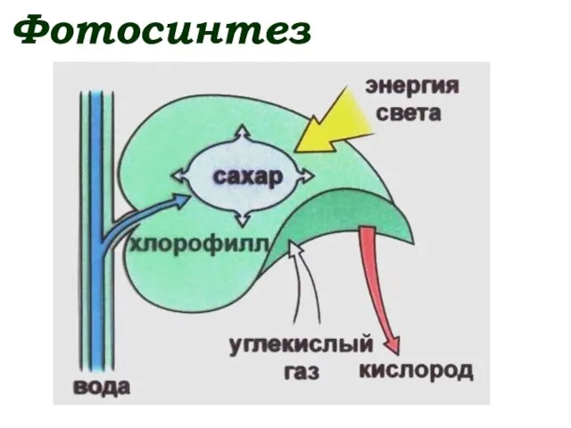 Фотосинтез