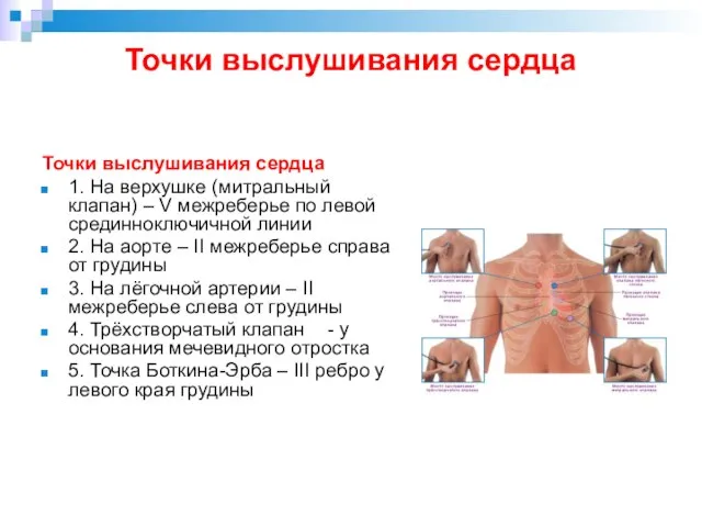 Точки выслушивания сердца Точки выслушивания сердца 1. Ha верхушке (митральный клапан) –