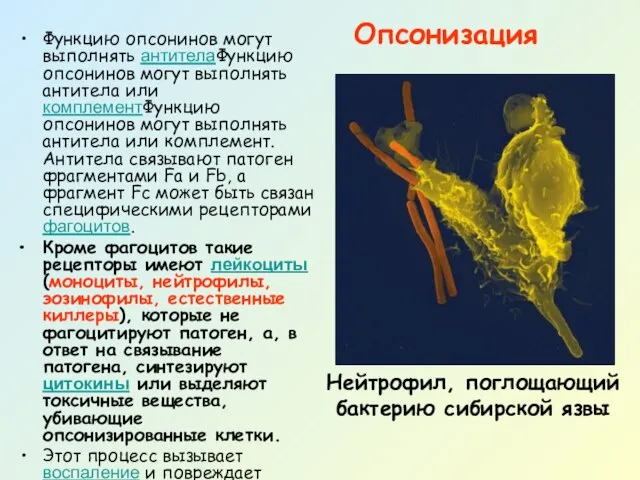 Опсонизация Функцию опсонинов могут выполнять антителаФункцию опсонинов могут выполнять антитела или комплементФункцию