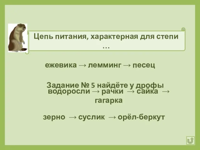 Цепь питания, характерная для степи … зерно → суслик → орёл-беркут водоросли