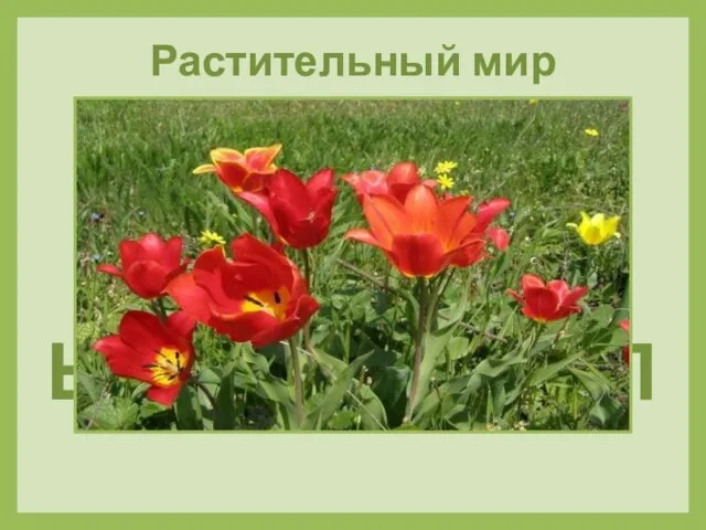 Разноцветные цветочки в женский праздник, что весной, дарят маме, дарят дочке и