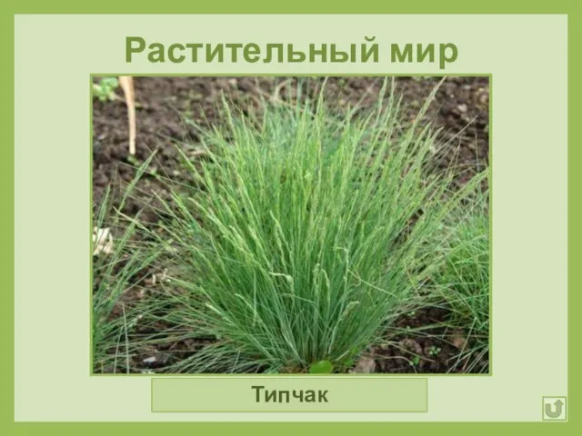 Растительный мир