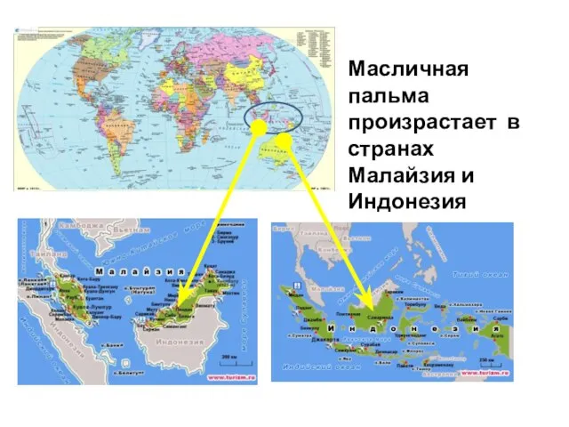 Масличная пальма произрастает в странах Малайзия и Индонезия