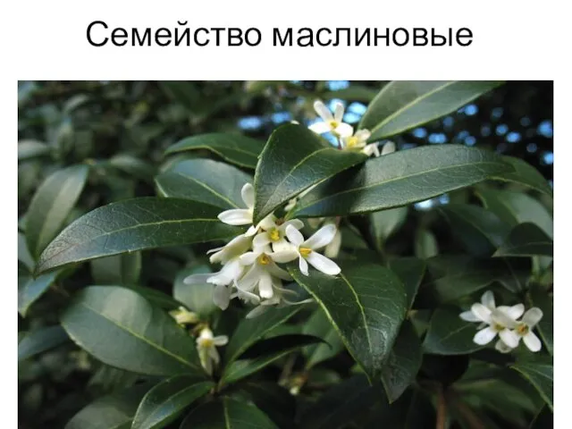 Семейство маслиновые