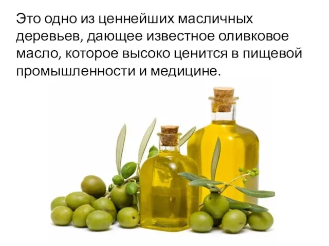 Это одно из ценнейших масличных деревьев, дающее известное оливковое масло, которое высоко