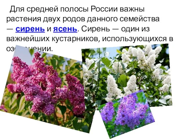Для средней полосы России важны растения двух родов данного семейства — сирень