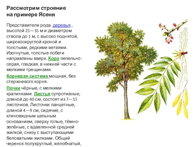 Рассмотрим строение на примере Ясеня Представители рода деревья ,высотой 25—35 м и