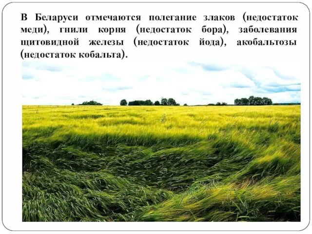 В Беларуси отмечаются полегание злаков (недостаток меди), гнили корня (недостаток бора), заболевания