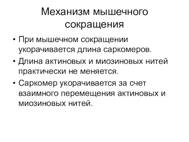 Механизм мышечного сокращения При мышечном сокращении укорачивается длина саркомеров. Длина актиновых и