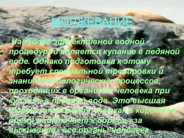 МОРЖЕВАНИЕ Наиболее эффективной водной процедурой является купание в ледяной воде. Однако подготовка