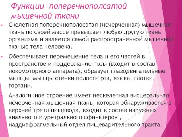 Функции поперечнополсатой мышечной ткани Скелетная поперечнополосатая (исчерченная) мышечная ткань по своей массе