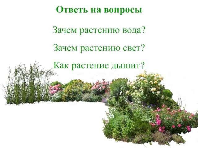 Ответь на вопросы Зачем растению вода? Зачем растению свет? Как растение дышит?