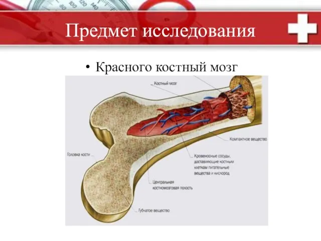 Предмет исследования Красного костный мозг