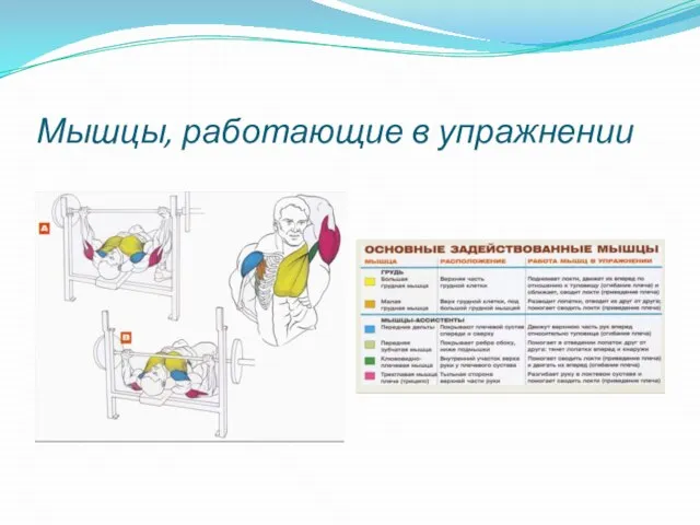 Мышцы, работающие в упражнении