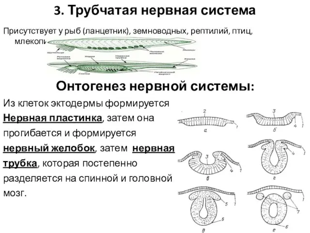 3. Трубчатая нервная система Присутствует у рыб (ланцетник), земноводных, рептилий, птиц, млекопитающих.