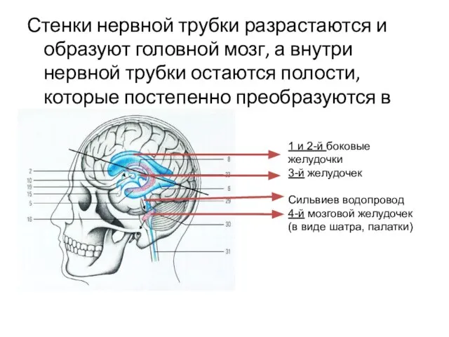 Стенки нервной трубки разрастаются и образуют головной мозг, а внутри нервной трубки