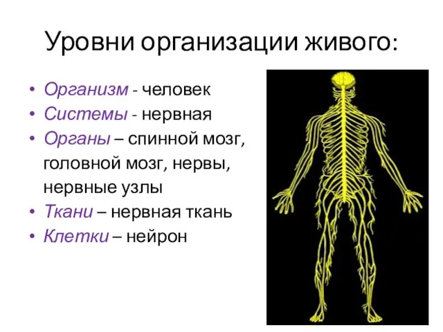 Уровни организации живого: Организм - человек Системы - нервная Органы – спинной
