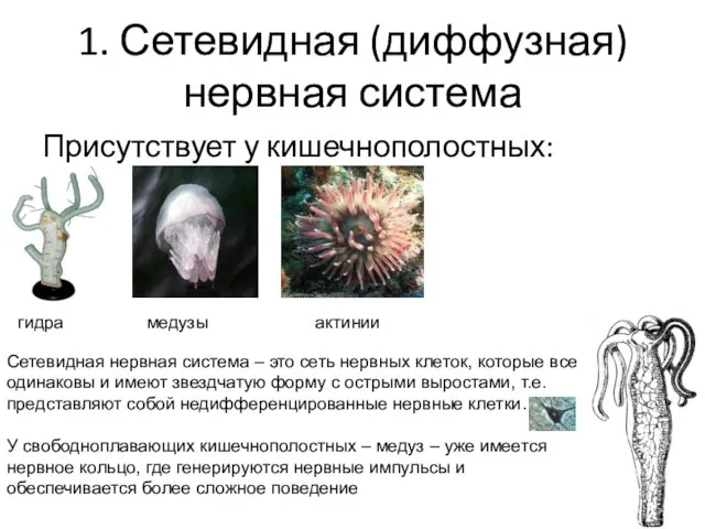 1. Сетевидная (диффузная) нервная система Присутствует у кишечнополостных: гидра медузы актинии Сетевидная