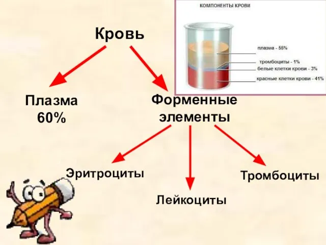 Кровь Плазма 60% Форменные элементы Эритроциты Лейкоциты Тромбоциты