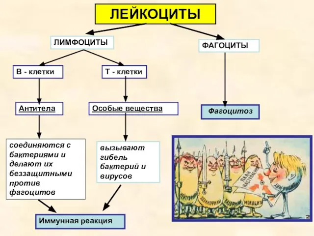 ЛЕЙКОЦИТЫ ЛИМФОЦИТЫ ФАГОЦИТЫ В - клетки Т - клетки Антитела Особые вещества