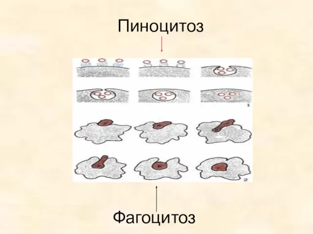 Пиноцитоз Фагоцитоз