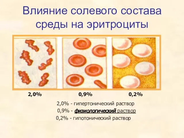 Влияние солевого состава среды на эритроциты 2,0% 0,9% 0,2% 2,0% - гипертонический