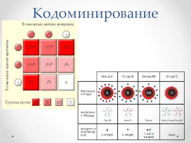 Кодоминирование