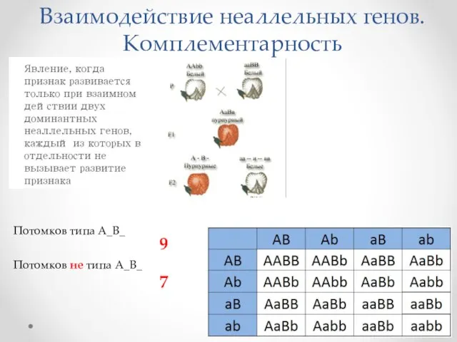 Взаимодействие неаллельных генов. Комплементарность Потомков типа A_B_ Потомков не типа А_В_ 9 7