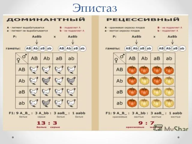 Эпистаз