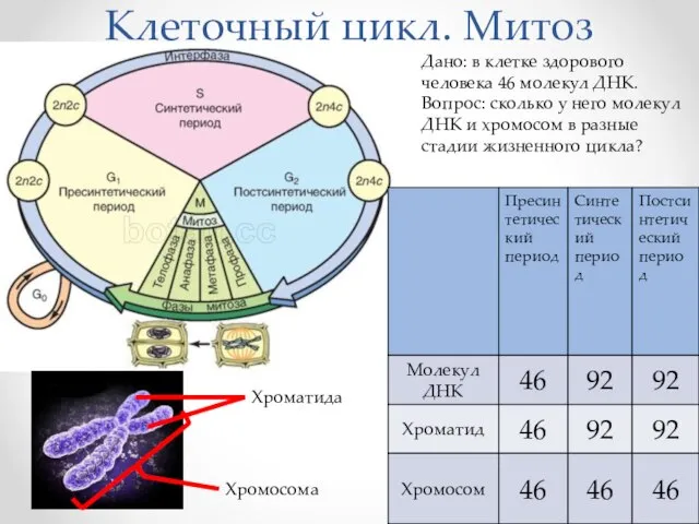 Клеточный цикл. Митоз Дано: в клетке здорового человека 46 молекул ДНК. Вопрос: