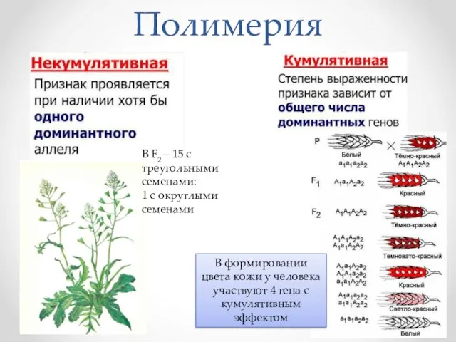 Полимерия В F2 – 15 c треугольными семенами: 1 с округлыми семенами