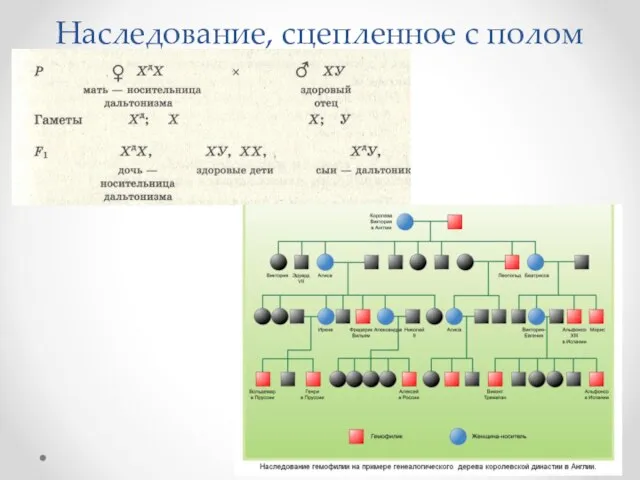 Наследование, сцепленное с полом