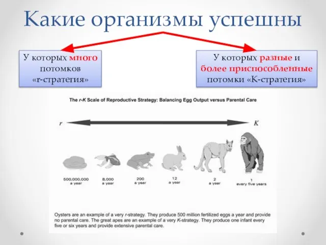 Какие организмы успешны У которых много потомков «r-стратегия» У которых разные и более приспособленные потомки «К-стратегия»