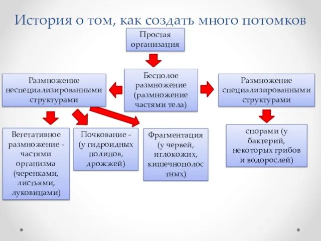 История о том, как создать много потомков Бесполое размножение (размножение частями тела)