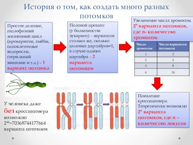 История о том, как создать много разных потомков Простое деление, гаплофазный жизненный